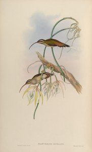 Phaëthornis cephalus = Phaethornis longirostris longirostris - John Gould
